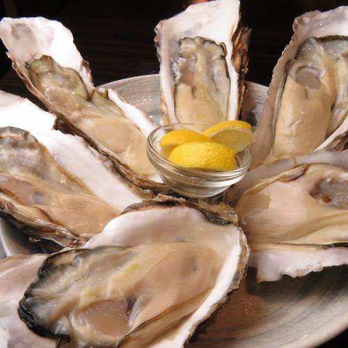 Raw oysters <one piece>