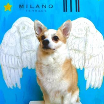 [Pet-accompanied plan] Snacks + water + pet toilet + diaper set course
