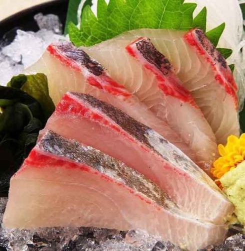 greater amberjack