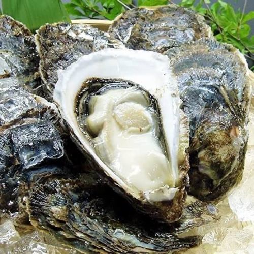 [Seasonal] Extra large rock oysters are delicious in the summer! We carefully select the creamy and richest oysters when eaten raw! They are also delicious when grilled.