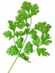 Assortment of coriander