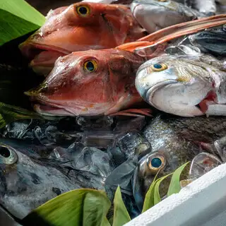 【料理長お任せコース】鮮魚、旬の食材を使った全9品《2時間飲み放題付◎生ビールなど80種以上》