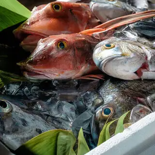 【料理長お任せコース】鮮魚、旬の食材を使った全9品《2時間飲み放題付◎生ビールなど80種以上》