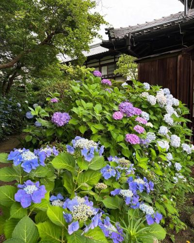 當麻寺中之坊さんより画像転用

中之坊さんのお庭では#紫陽花　#アマチャ #ノウゼンカズラ が綺麗に咲いておられます（＾＾

#當麻寺 #當麻寺中之坊