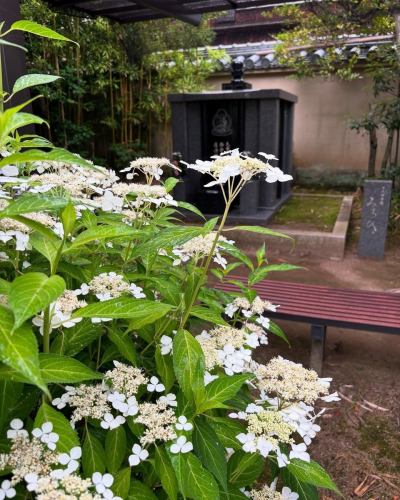 當麻寺中之坊さんより画像転用

中之坊さんのお庭では#紫陽花　#アマチャ #ノウゼンカズラ が綺麗に咲いておられます（＾＾

#當麻寺 #當麻寺中之坊
