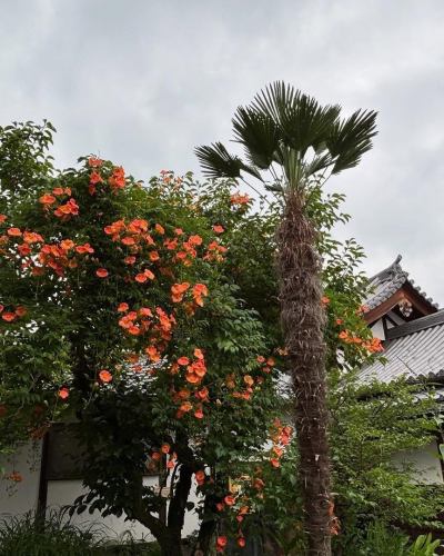 當麻寺中之坊さんより画像転用

中之坊さんのお庭では#紫陽花　#アマチャ #ノウゼンカズラ が綺麗に咲いておられます（＾＾

#當麻寺 #當麻寺中之坊