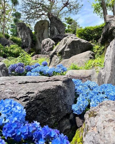 當麻寺奥院さんから画像転用

今の時期は紫陽花が綺麗ですね～（＾＾

#當麻寺 #當麻寺奥院 #紫陽花