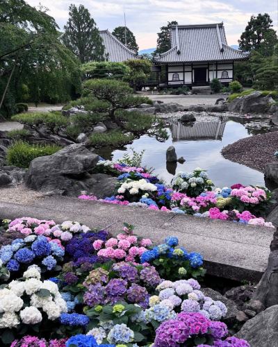 當麻寺奥院さんから画像転用

今の時期は紫陽花が綺麗ですね～（＾＾

#當麻寺 #當麻寺奥院 #紫陽花
