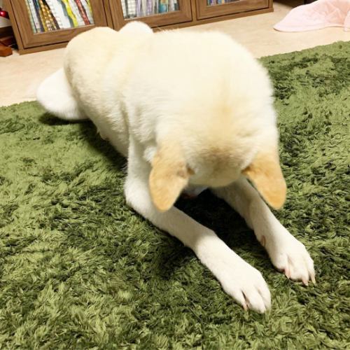 本日（4/14）は多数の御来店誠にありがとうございます。お陰様で完売となりまして、誠に勝手ではございますが明日（4/15）はご予約済みのお客様のみの営業とさせていただきます。あしからずご了承くださいませ。4/16からはは通常営業させていただきます。宜しくお願い致します。