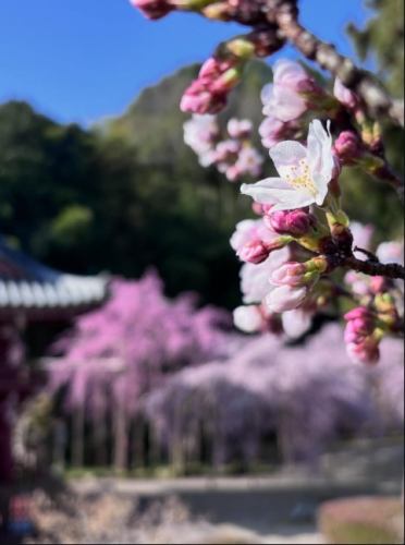 今朝は青空✨
ソメイヨシノももう少しです！

※當麻寺奥院様の投稿を引用いたしました。
