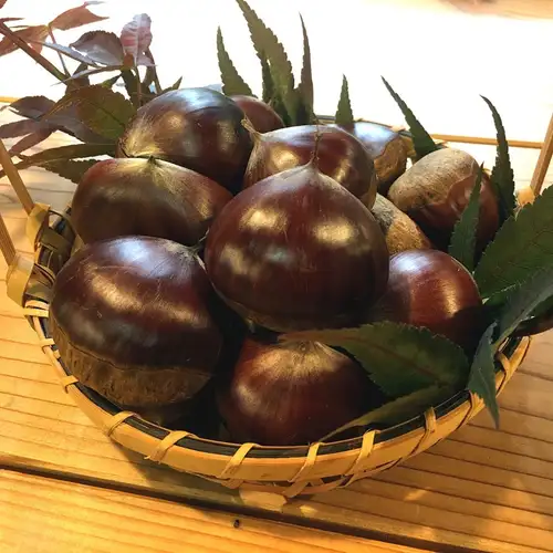 お待たせいたしました！秋の味覚、「栗の釜めし」明日10/24から開始いたします！今年は長雨の影響で良い栗が全然採れていないので入荷量が少なく、あまりご用意出来ておりませんので早期に終了する場合がございます。あしからずご了承くださいませ。