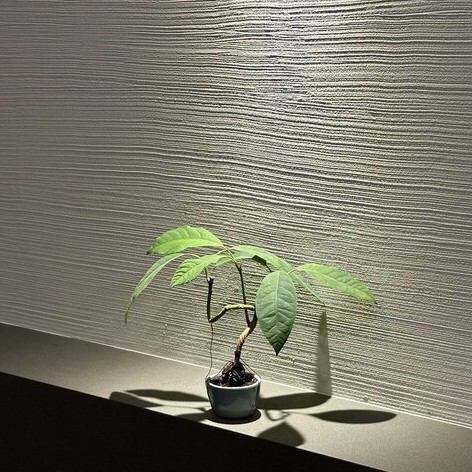 《落ち着いた雰囲気の店内》店内は盆栽や絵画で装飾され、落ち着いた雰囲気の趣ある店内でゆったりとお食事をお愉しみいただけます。