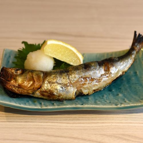 왕 이와시의 둥근 말린