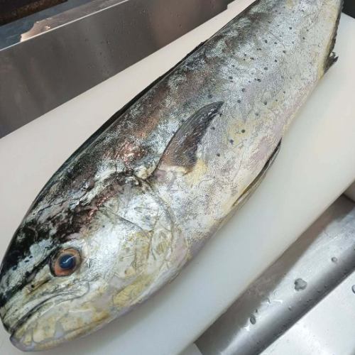 [Ichigaya Seafood] Dining at the Ocean⁡
⁡⁡
⁡Dolphinfish, Mahi-Mahi⁡
⁡⁡
⁡I'll do my best with the Saikyo pickles‼️⁡
⁡⁡
⁡⁡
⁡#Ocean's Table #Ichigaya #Daytime Drinks #Lunch #Japan #Ichigaya Gourmet #Japanese Lunch #Japanese Food
#Ichigaya walk #Downtown #ichigaya #Izakaya
#izakaya #tokyo #seafood #all-you-can-eat #Rokubancho
#Ichigaya Lunch #Ichigaya Seafood #Seafood Bowl #All-You-Can-Drink #Smoking