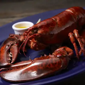 Live lobster (regular)