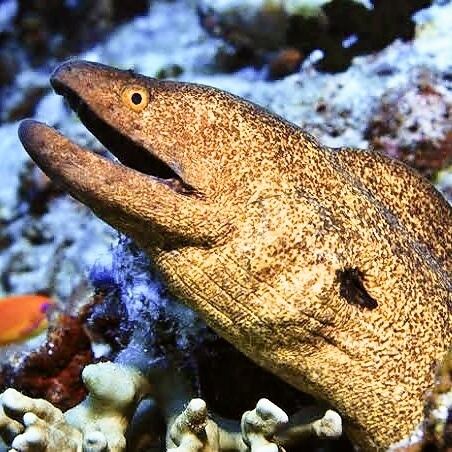 【高知珍味】ウツボ料理