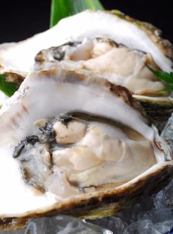 Summer oyster (rock oyster, true oyster)