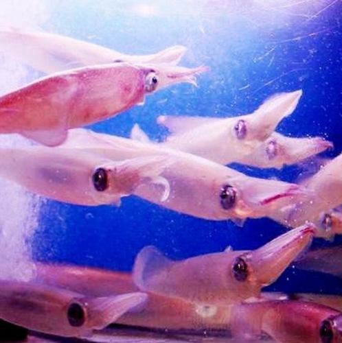魚游名物！！活イカの姿造り
