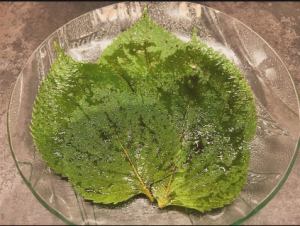 sesame leaves