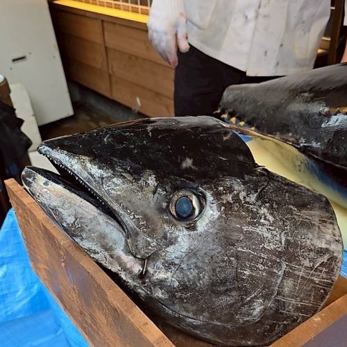 マグロは原体30kg超えの本マグロを漁港直送で!