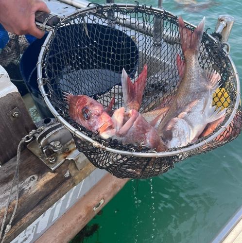 日本全国!現地で目利きした海鮮を満喫!