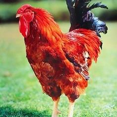 Our commitment to local chicken... [Kyoto Red Chicken]