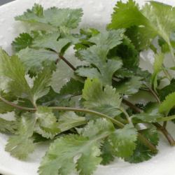 パクチー盛り(一皿)