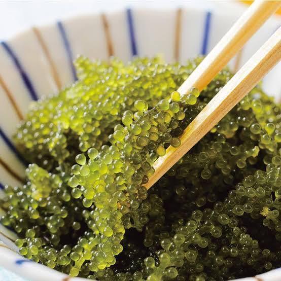 沖縄直送の新鮮海ぶどう。プチプチ食感で旅行気分を満喫☆