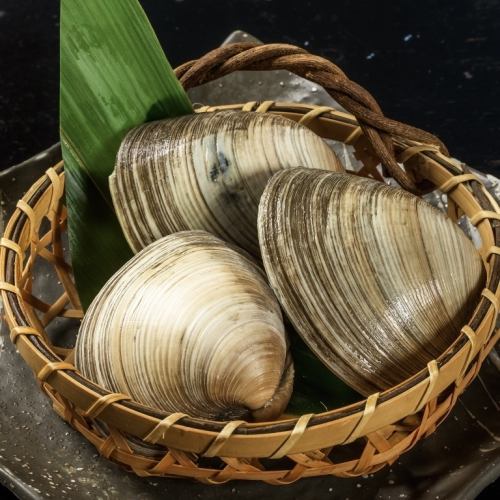 White clam from Chiba Prefecture