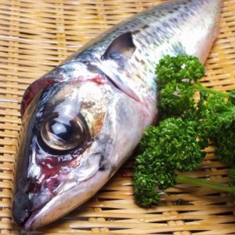 [Tosa Shimizu] Shimizu mackerel
