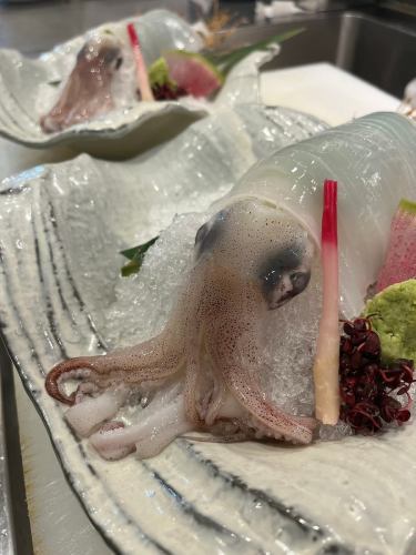 Whole red squid sashimi