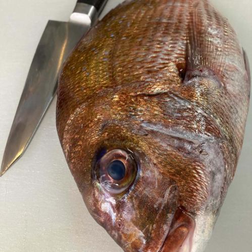 【日本各地の旬の魚介を仕入れ】