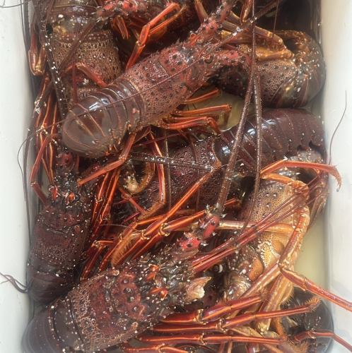伊勢海老・牡蠣・フォアグラ！極上の贅沢宴