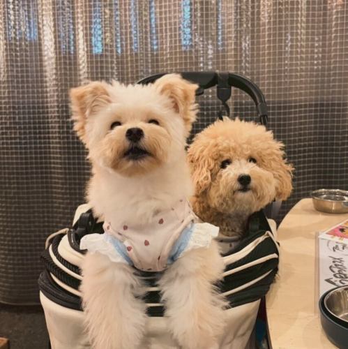 愛犬と一緒にビストロへ