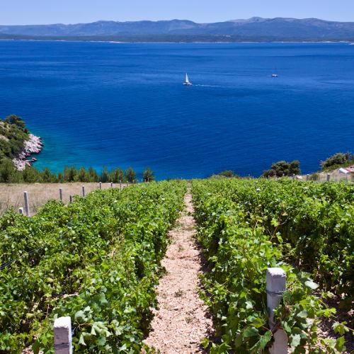 歴史は古く 紀元前４世紀頃からワインが作られています