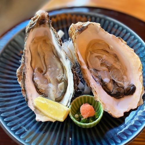 Oysters in the shell