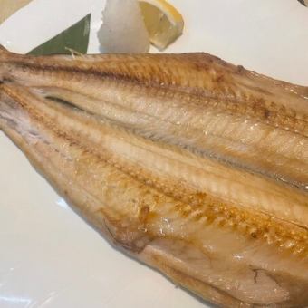 脂乗り抜群!特大ホッケ