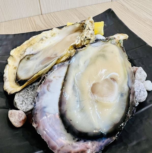 兵庫県　室津　生牡蠣！1つ10cmくらいの食べ応え