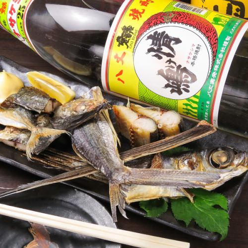 日本竹莢魚 Kusaya