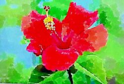 Hibiscus (also known as Roselle)