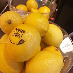 30 종류 레몬 사워 음료 무제한이 오톡!