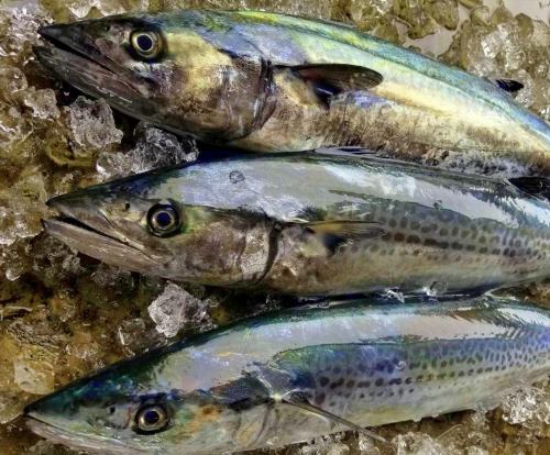 Fresh fish collected mainly from Naruto and Minami Shishikui, Tokushima Prefecture