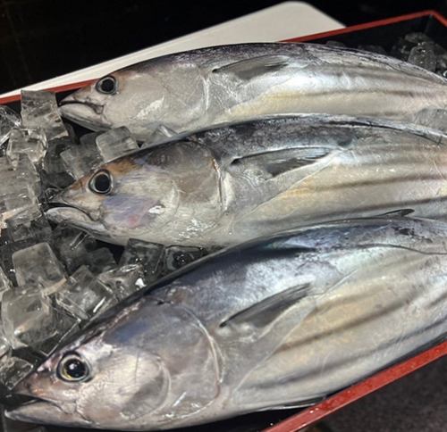徳島県南宍喰産、鳴門産を中心に集める鮮魚
