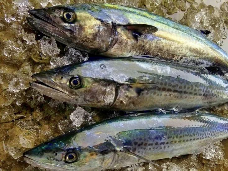新鮮な魚を使用したお刺身や天ぷらなど！天然鯛釜飯も人気です◎