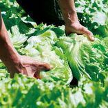 全国の農家さんと直接話し合い生まれたしゃぶしゃぶに合う野菜★