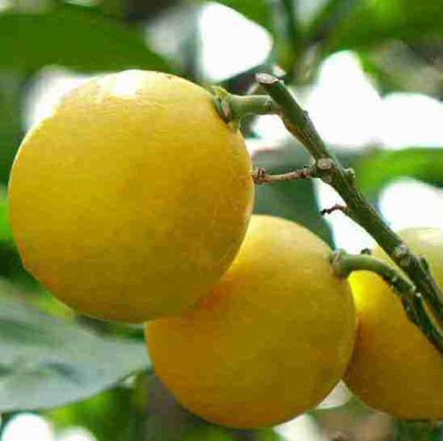 這裡有很多當地特色飲品。