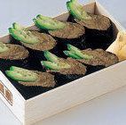 <蟹肉寿司> 蟹肉味噌握寿司