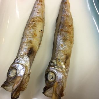 毛鱗魚