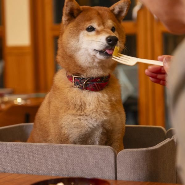 当店では1階のお席とテラス席にて、わんちゃんと一緒にお食事を楽しめるのが大きな魅力です◎愛犬家の方々にも気兼ねなく本格的なお料理を味わっていただきたいという思いから、ペット同伴でのご来店も歓迎しております♪横浜の静かな街並みの中で、大切なパートナーと一緒に優雅なひとときを心ゆくまでお過ごしください◎