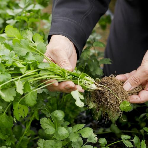 We are particular about vegetables eaten in the morning by our own farm!